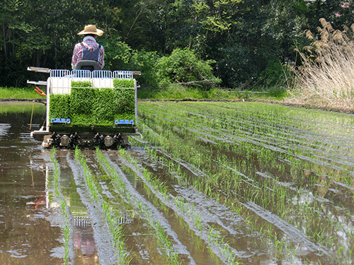 機械で田植えをしている様子