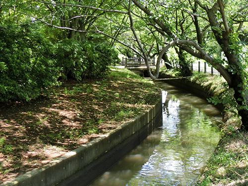 中須用水と新緑