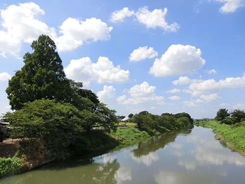 大落古利根川沿いの新緑の風景