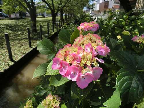 中須用水沿いの紫陽花