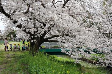 令和5年度優秀賞　みんなで、お花見だ