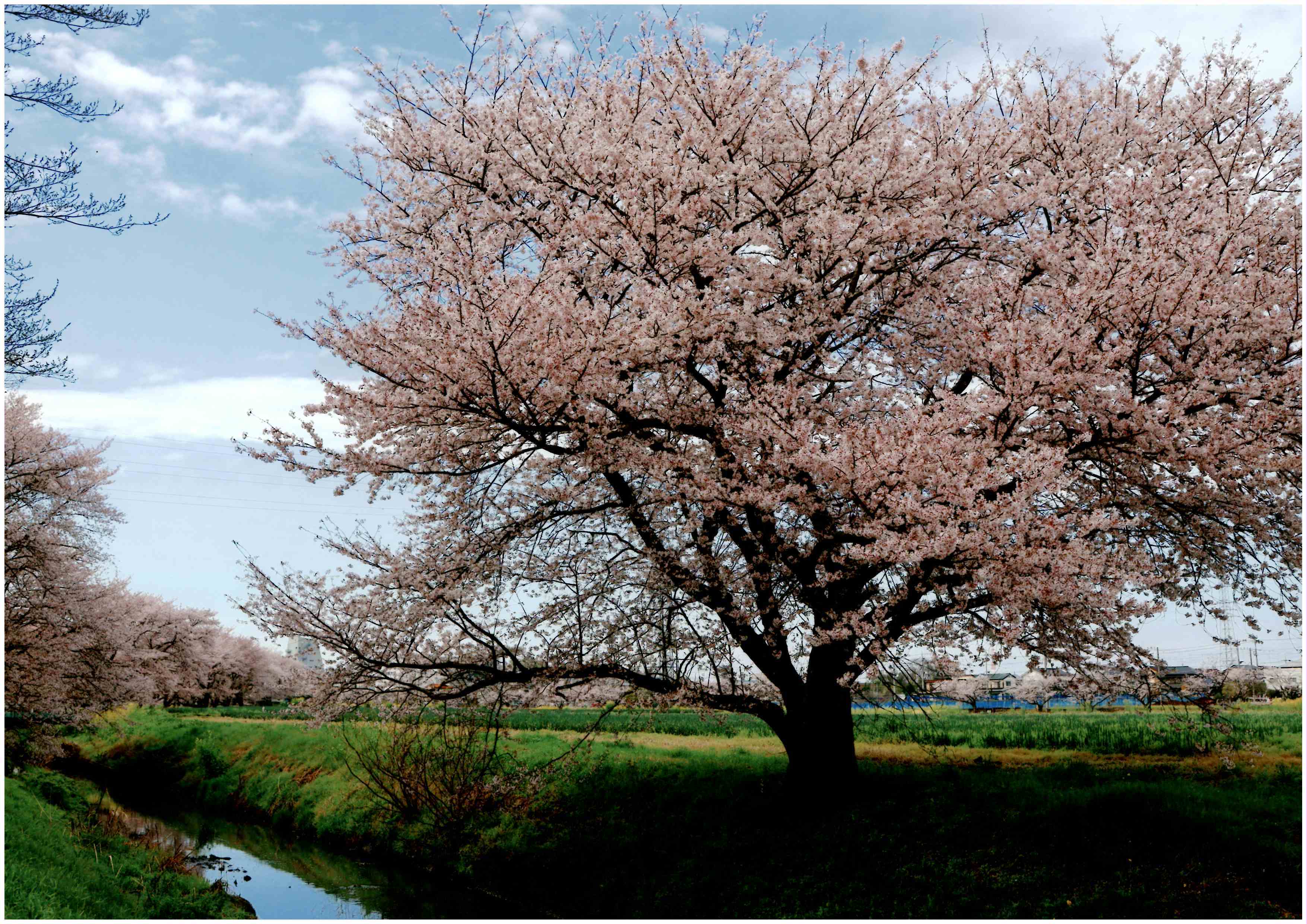 令和5年度優秀賞　孤高の桜花