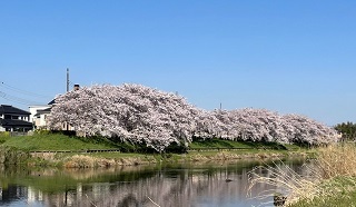 和戸のさくら並木