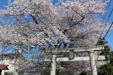 写真