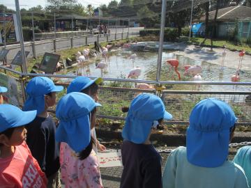 フラミンゴを見るこどもたち