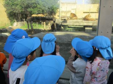 ライオンを見るこどもたち