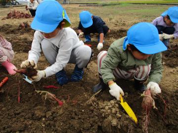 芋を掘るこどもたち。