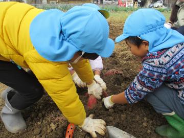芋のまわりを丁寧に掘るこどもたち。