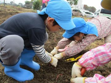 なかなか抜けない芋を引っ張っています。