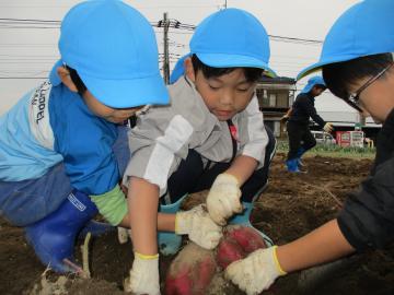 協力して大きな芋を掘り起こすこどもたち。