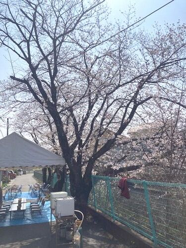 集会所前の桜