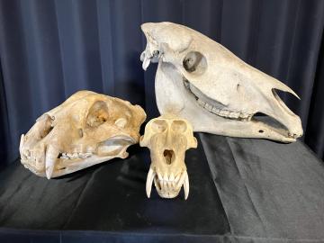 この骨はどの動物のかな?