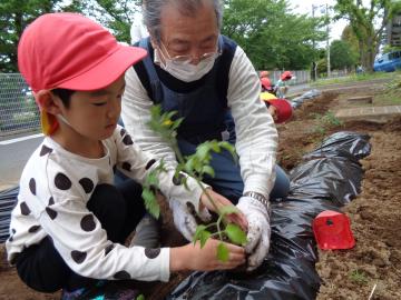 トマトの苗を植えます