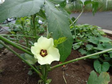 オクラの花