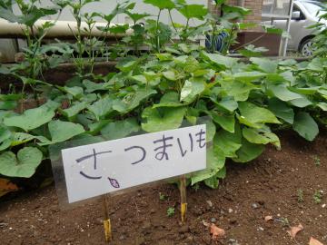 さつまいも
