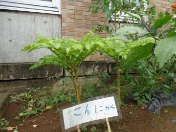 こんにゃく